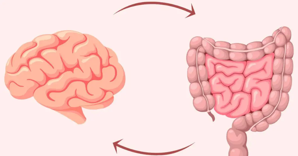 Gut Brain Axis