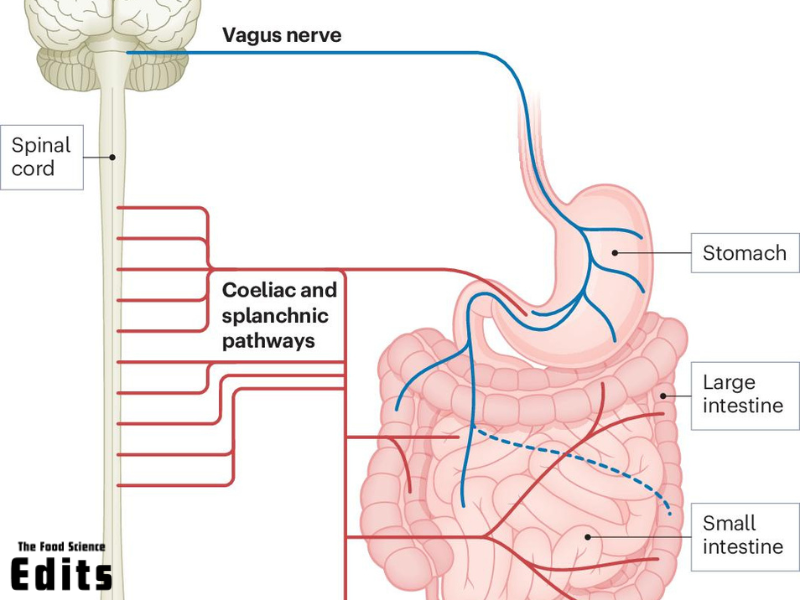 Gut brain Axis